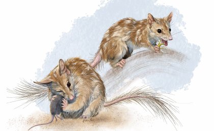 Illustration of northern quolls by Nellie Pease